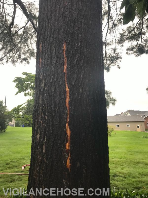 Lightning damage to tree.