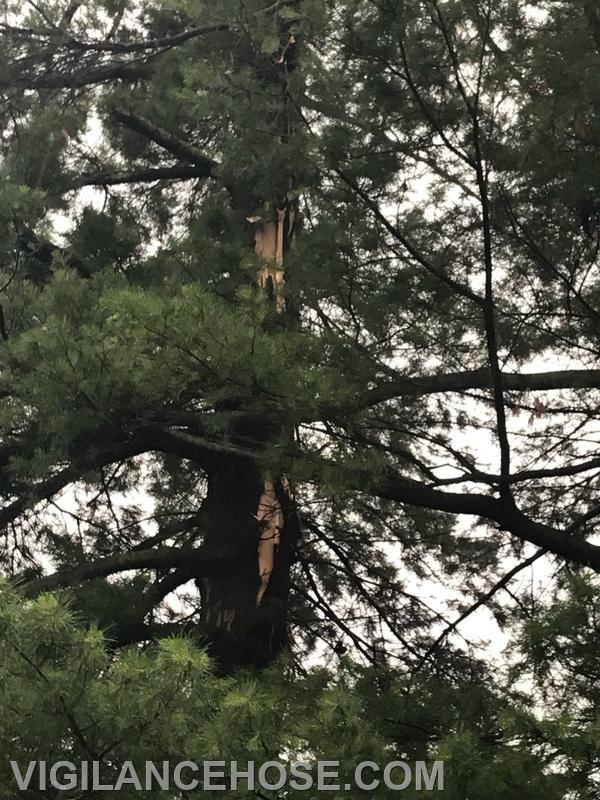 Lightning damage to tree.